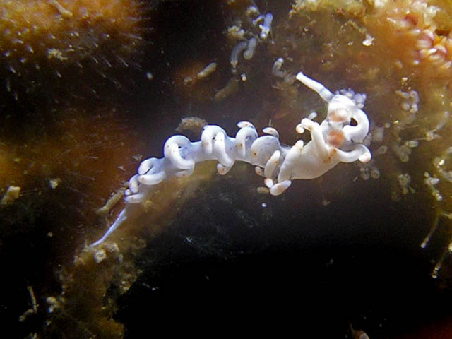 Flabellina ornata